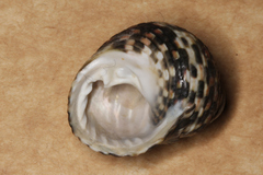 Monodontinae