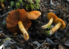 Aureonarius limonius