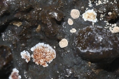 Actinobacteria