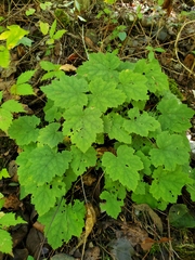Tiarella