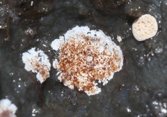 Actinobacteria