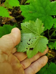 Tiarella