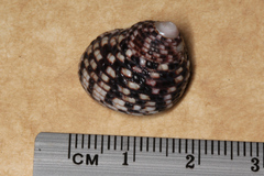 Monodontinae