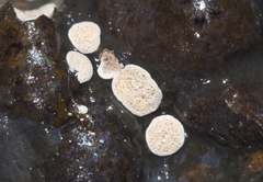 Actinobacteria