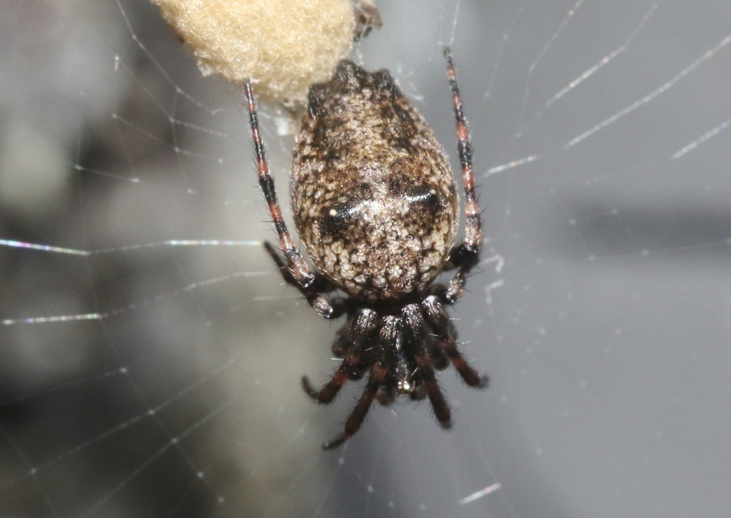 Cyclosa albisternis