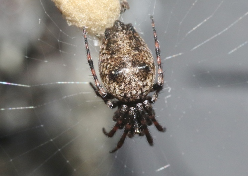 Cyclosa albisternis