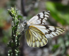 Tatochila