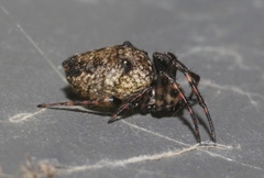 Cyclosa albisternis