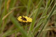 Taractrocera papyria