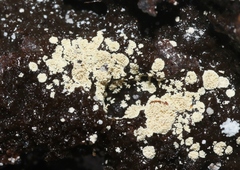 Actinobacteria