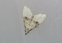 Pseudoschrankia