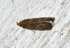 Glyphidocera juniperella