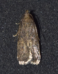 Glyphidocera juniperella