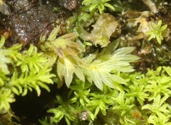 Fissidens elegans