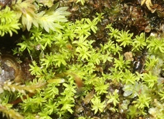 Anoectangium aestivum