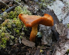 Aureonarius limonius