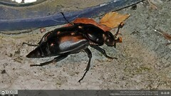 Nicrophorus concolor