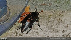 Nicrophorus concolor