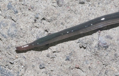 Endeavouria septemlineata
