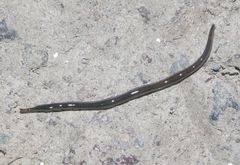 Endeavouria septemlineata