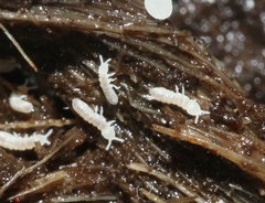 Onychiurinae