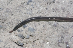 Endeavouria septemlineata