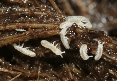 Onychiurinae