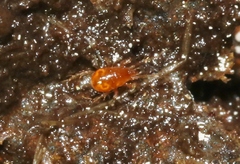 Mesostigmata
