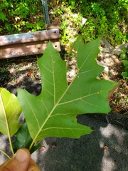 Quercus velutina