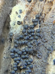 Rosellinia subiculata