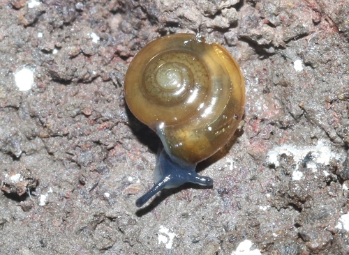Oxychilus alliarius observed 2022-10-04
