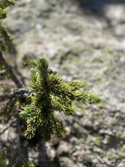 Abies lasiocarpa