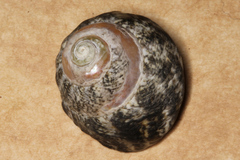 Monodontinae