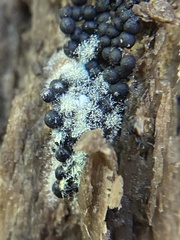 Rosellinia subiculata