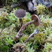 Cortinarius Sect. Flexipedes - Photo (c) tombigelow, some rights reserved (CC BY-NC), uploaded by tombigelow