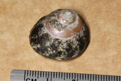 Monodontinae