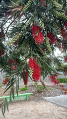 Melaleuca viminalis