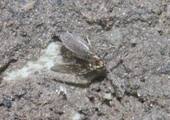 Psychodidae