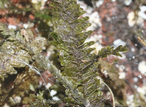 Baldwiniella kealeensis