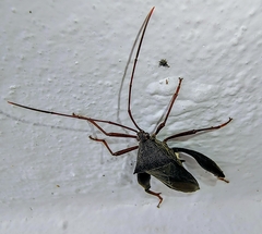 Mictis longicornis
