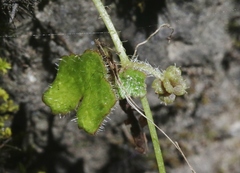 Hydrocotyle bowlesioides