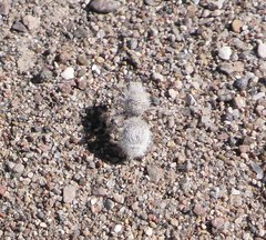 Dasymutilla gloriosa