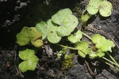 Hydrocotyle bowlesioides