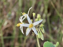 Solanum donianum