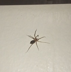 Cithaeron praedonius