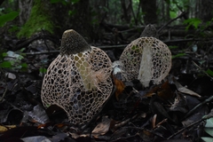 Phallus haitangensis