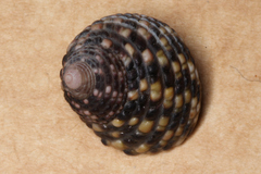 Monodonta