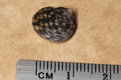 Monodonta
