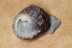 Monodonta