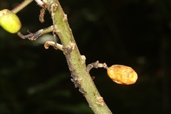 Clermontia parviflora